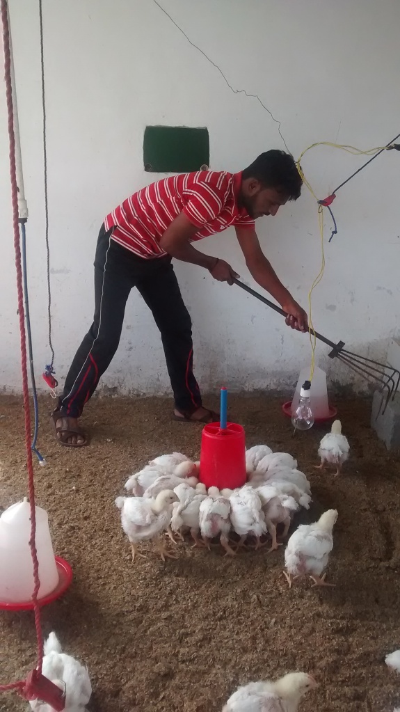 Poultry management
