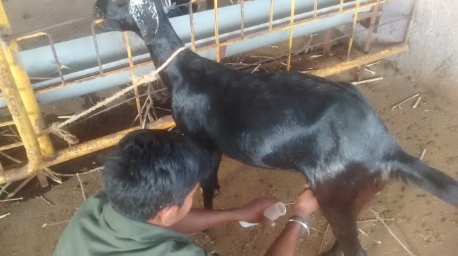 Milking the goat